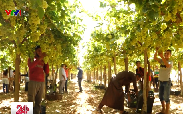 Vietnamese Egyptian earns millions of dollars from farming in desert Lien and fahim's yeidlful trees on desert land (photo: vtv)